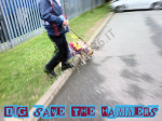 Cane con completino West Ham United